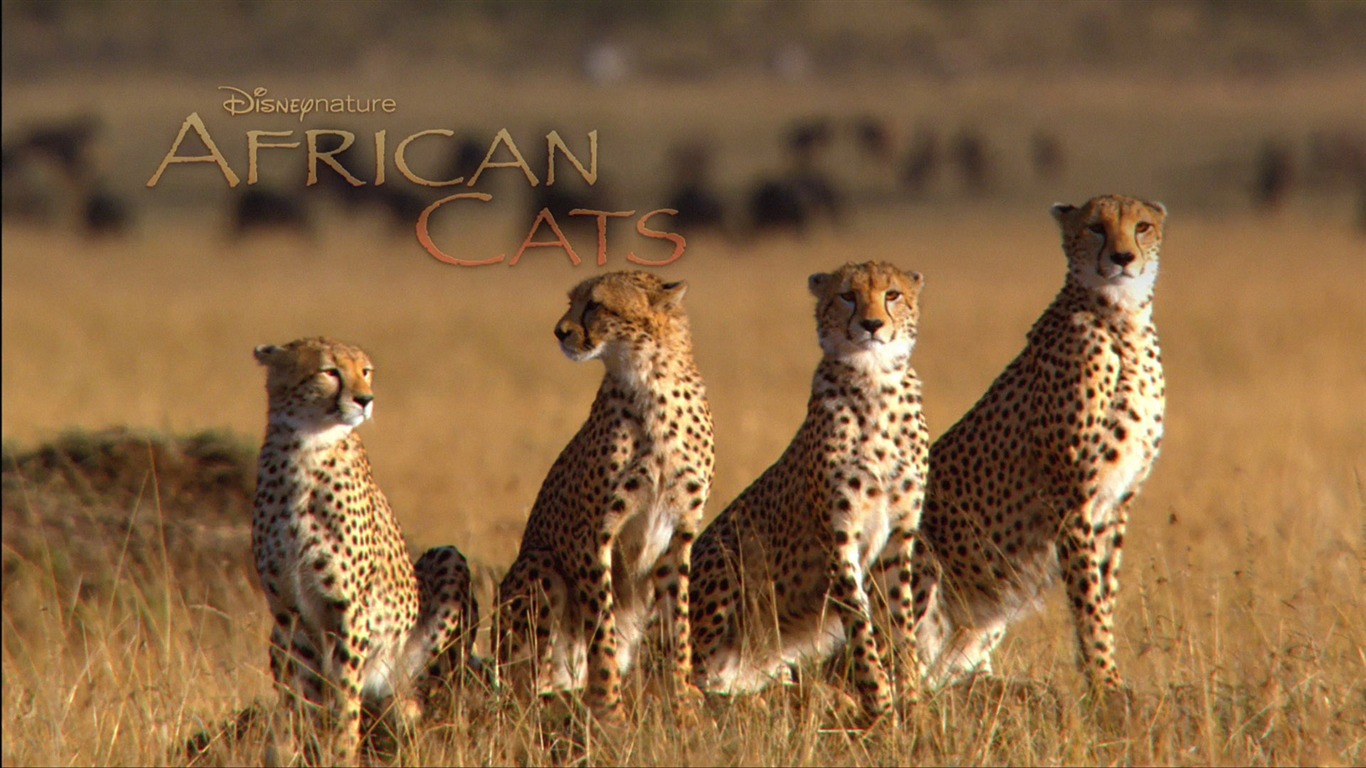 African Cats: Kingdom of Courage wallpapers #5 - 1366x768
