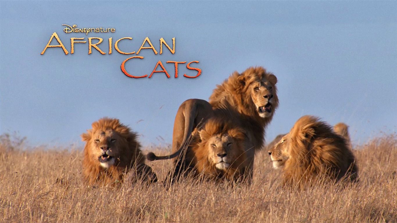 African Cats: Kingdom of Courage wallpapers #6 - 1366x768
