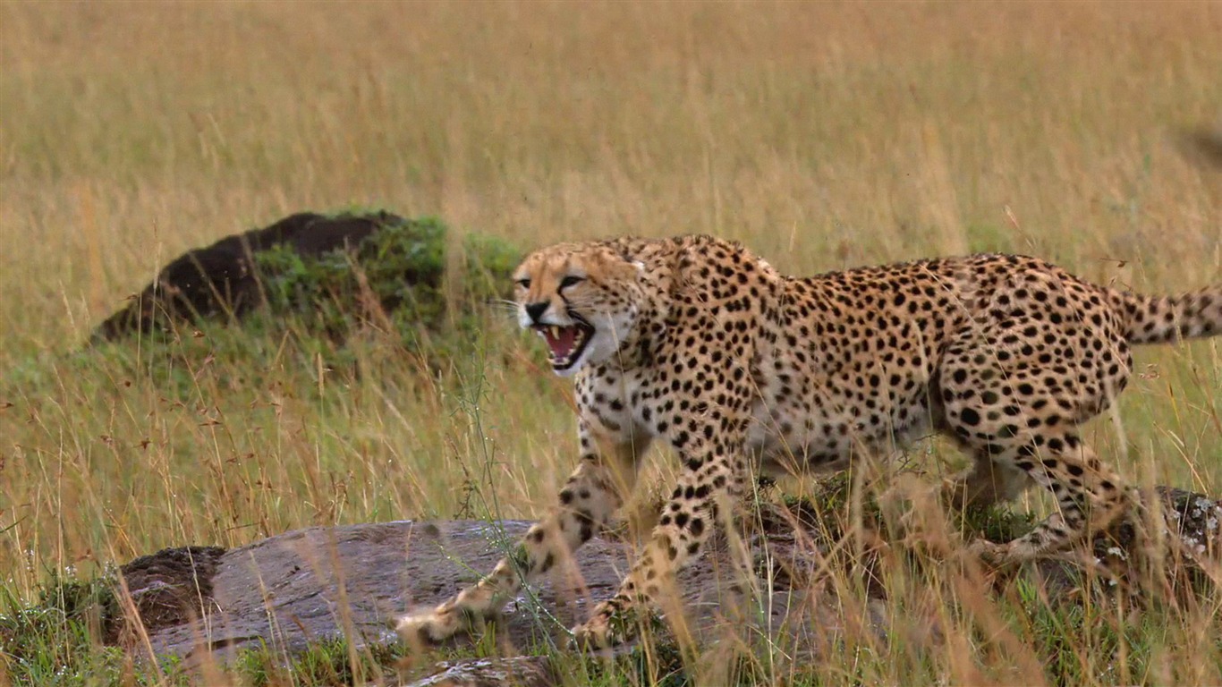 Африканский Кошки: Королевство мужество обои #10 - 1366x768
