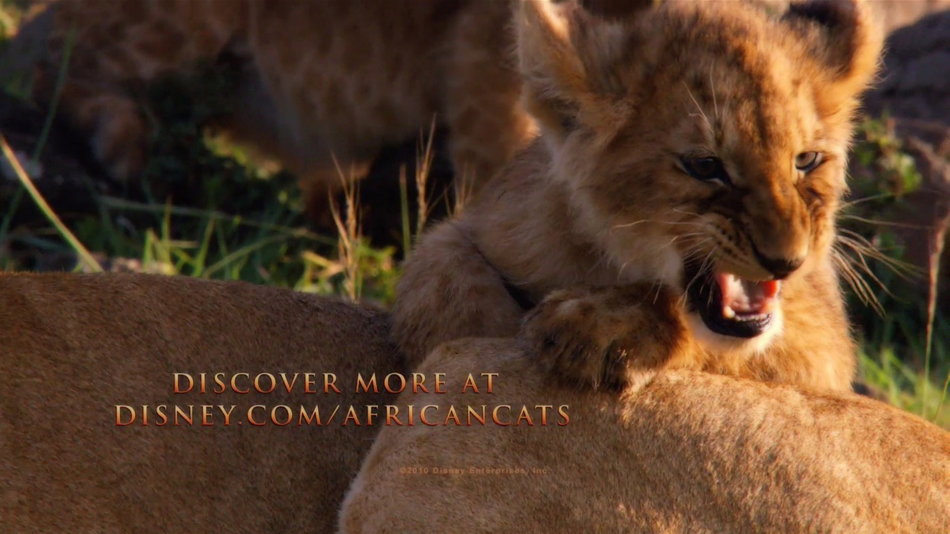 African Cats: Kingdom of Courage wallpapers #12 - 1366x768