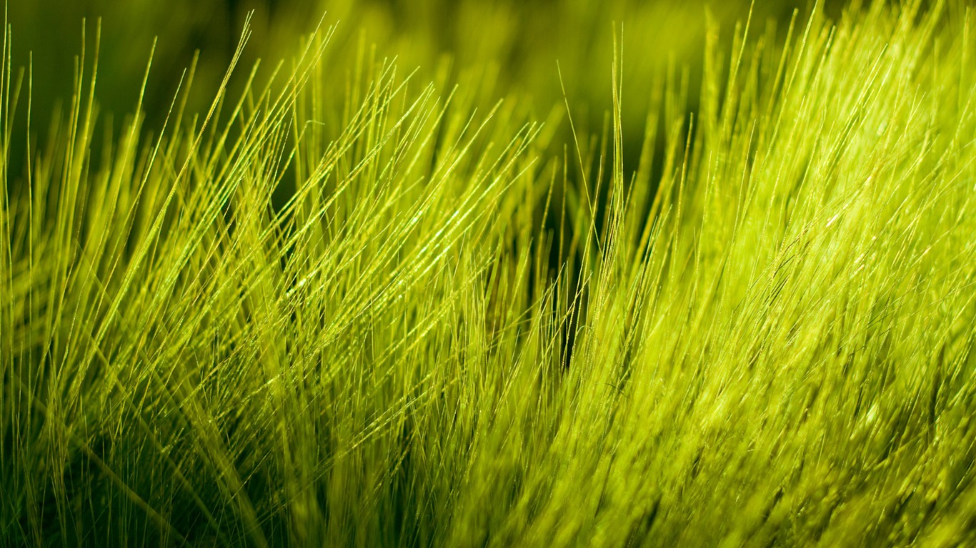 Fond d'écran Nature-Zélande (1) #8 - 1366x768