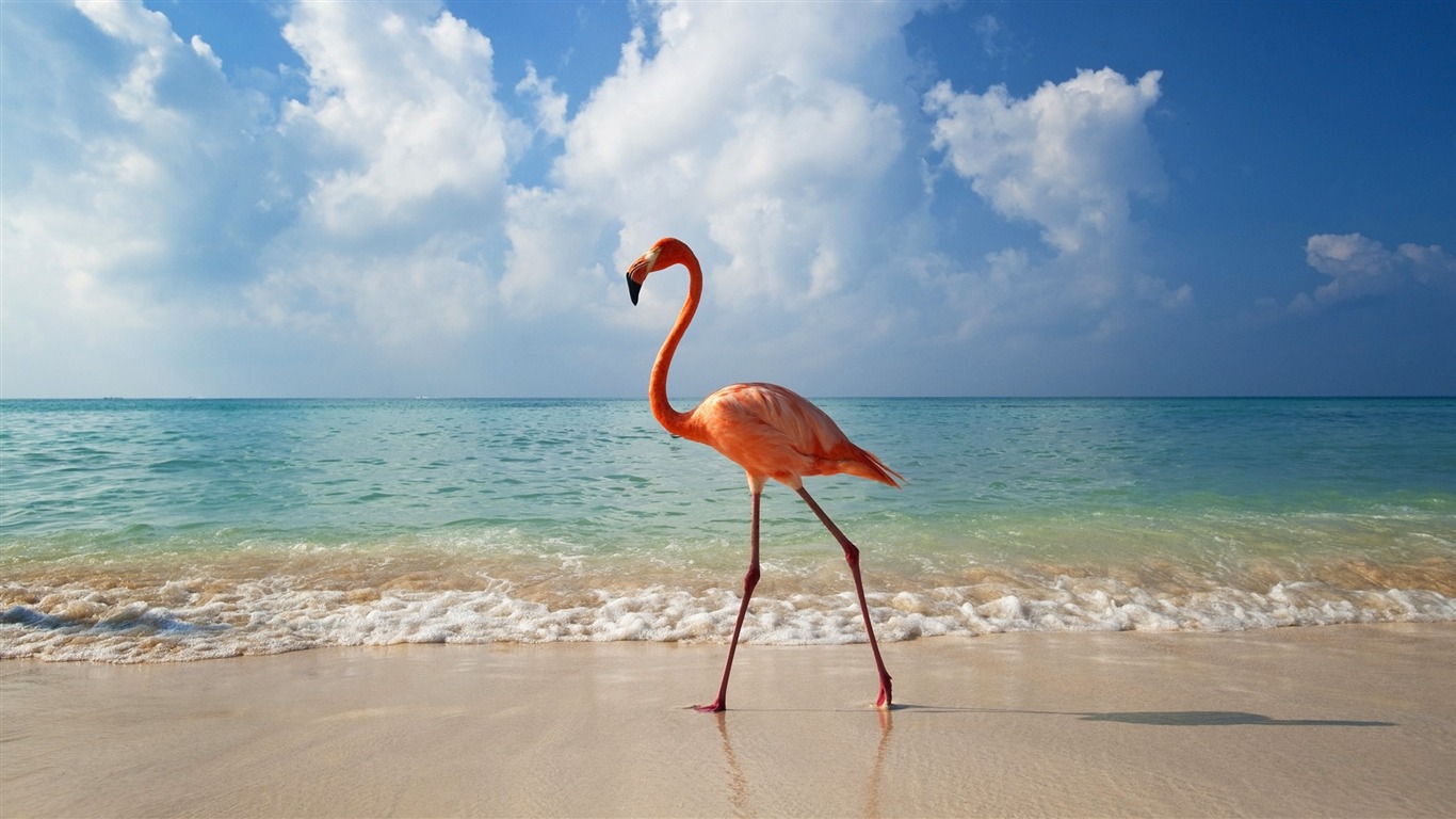 Widescreen Wallpapers Collection animale (28) #6 - 1366x768
