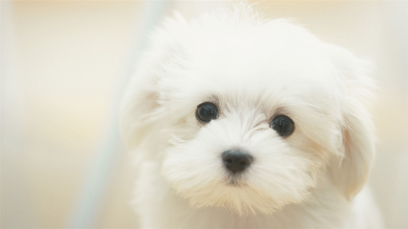 Widescreen Wallpapers Collection animale (30) #4 - 1366x768