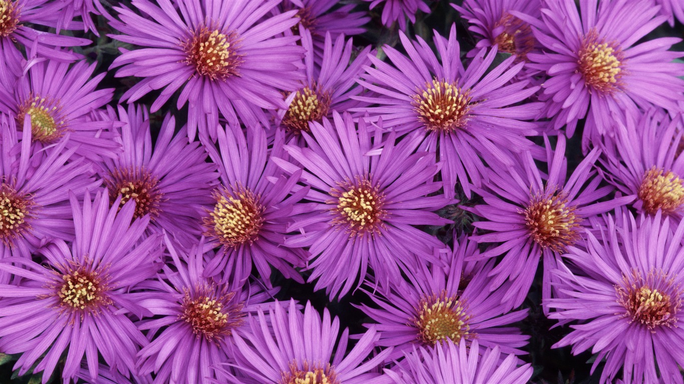 Širokoúhlý tapety květiny close-up (32) #8 - 1366x768
