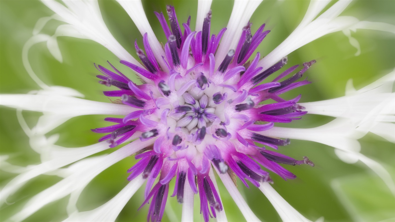 Widescreen-Wallpaper Blumen close-up (32) #18 - 1366x768