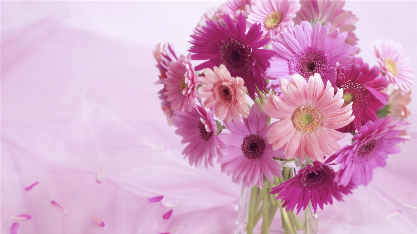 Širokoúhlý tapety květiny close-up (33) #3 - 1366x768