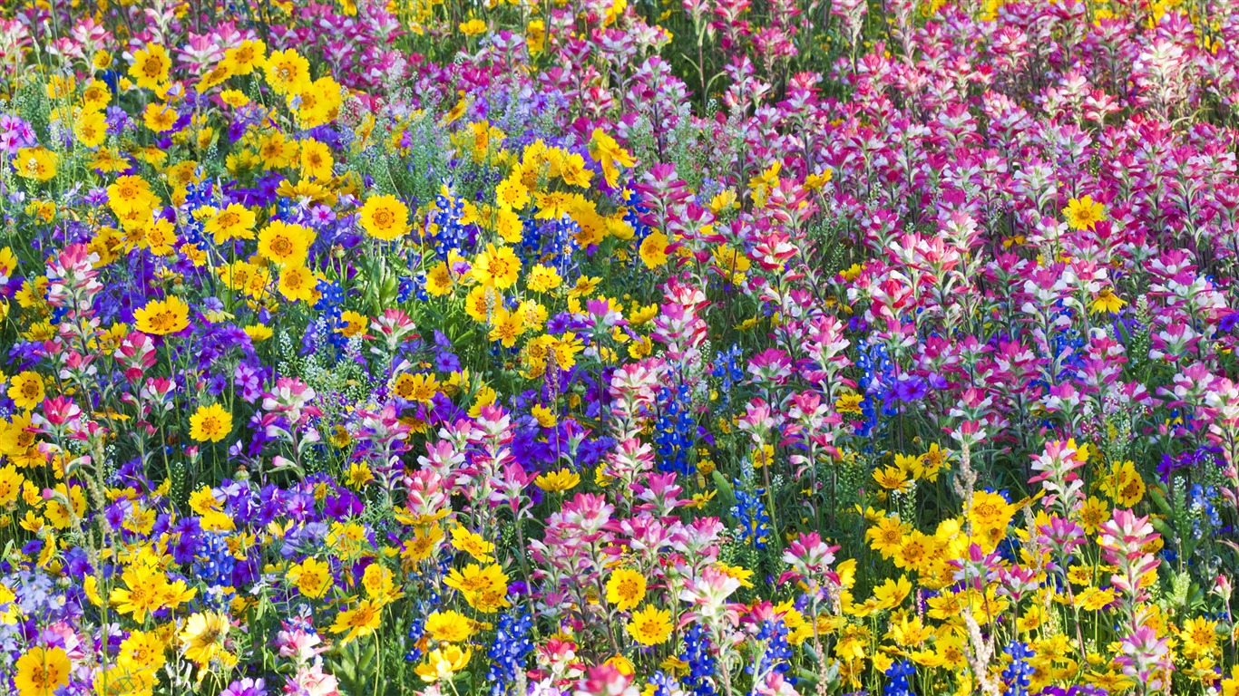 Širokoúhlý tapety květiny close-up (33) #10 - 1366x768