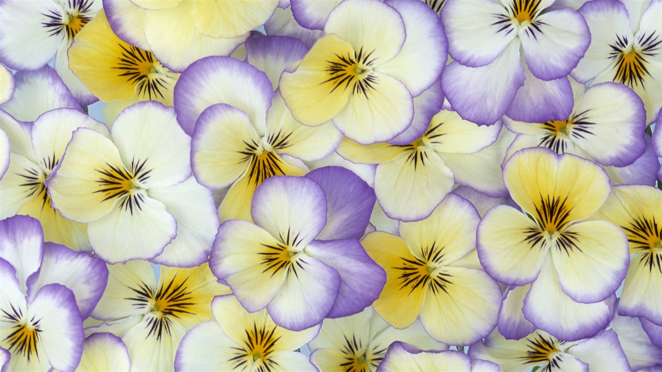 Widescreen-Wallpaper Blumen close-up (33) #18 - 1366x768