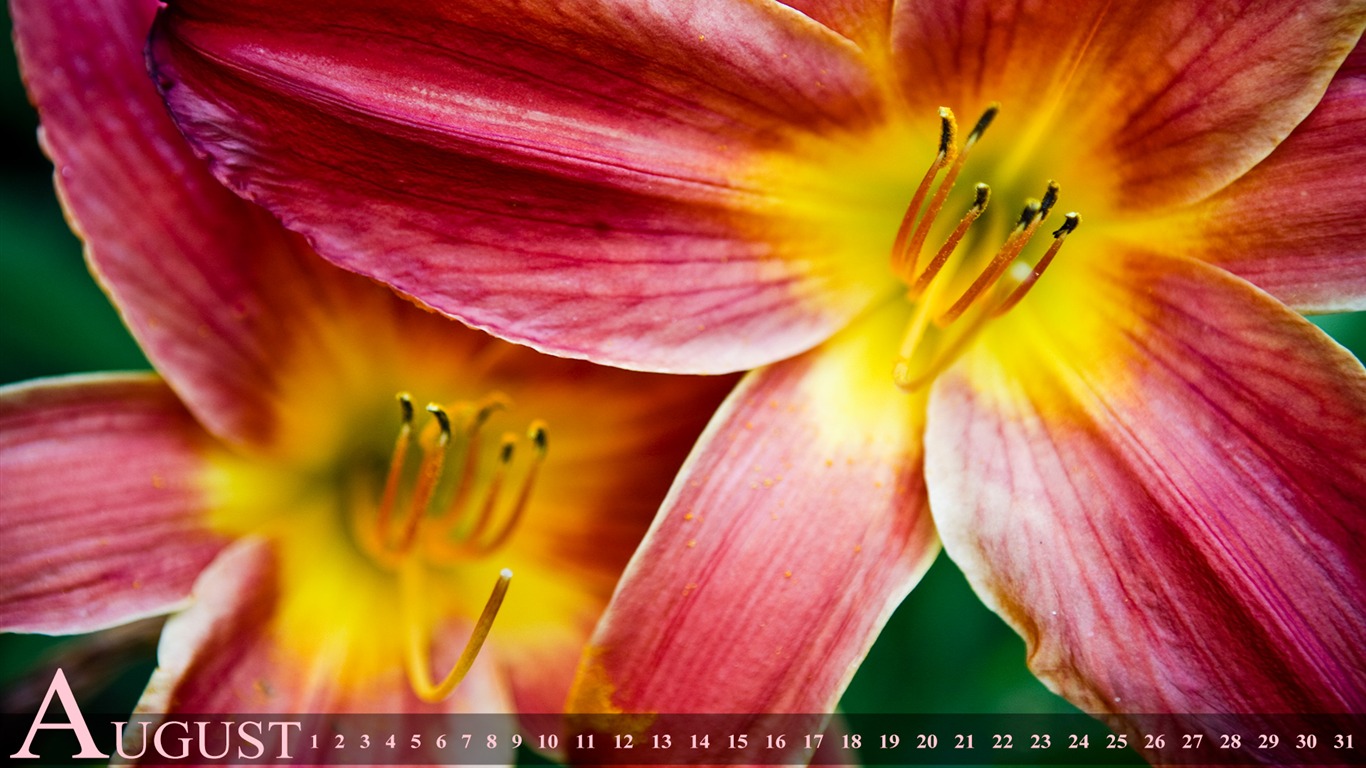 08. 2011 kalendář tapety (1) #1 - 1366x768