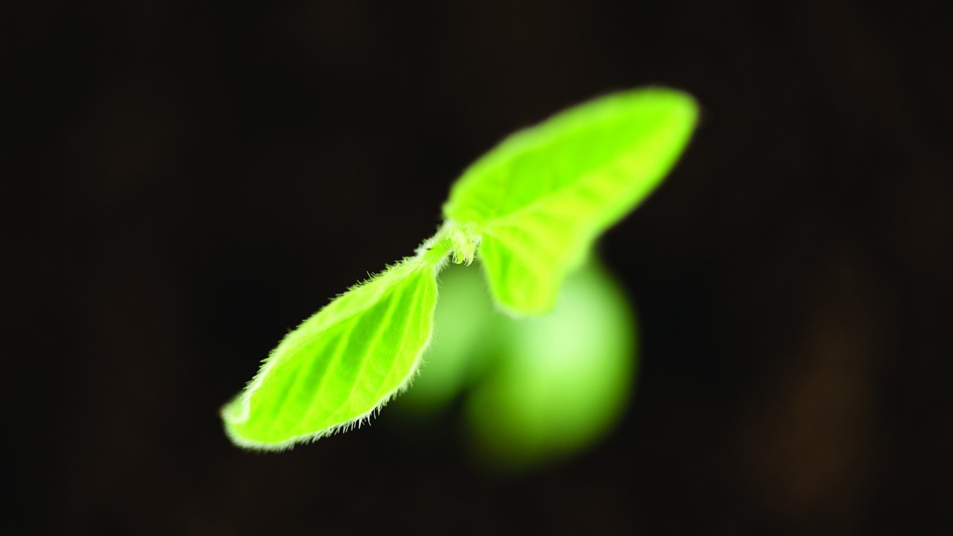 Semis vert juste germination wallpapers HD #5 - 1366x768