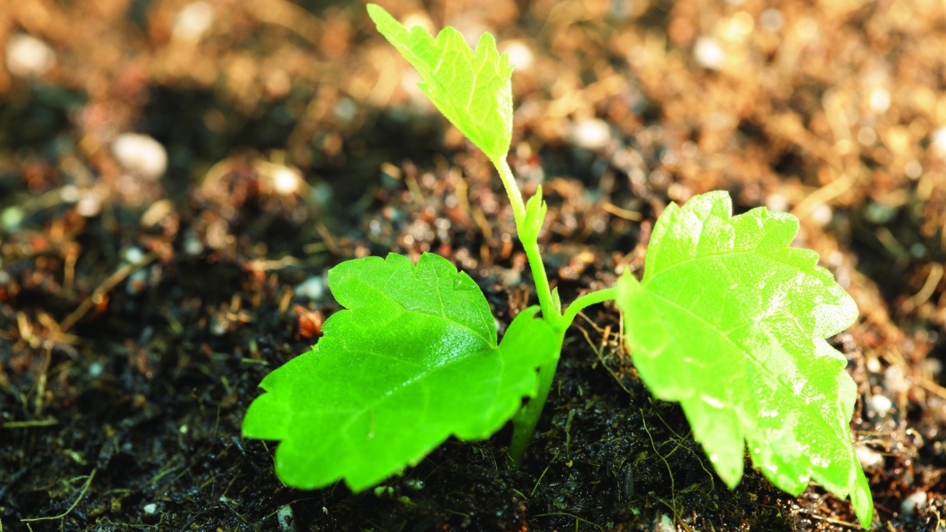 Green seedlings just sprouting HD wallpapers #8 - 1366x768