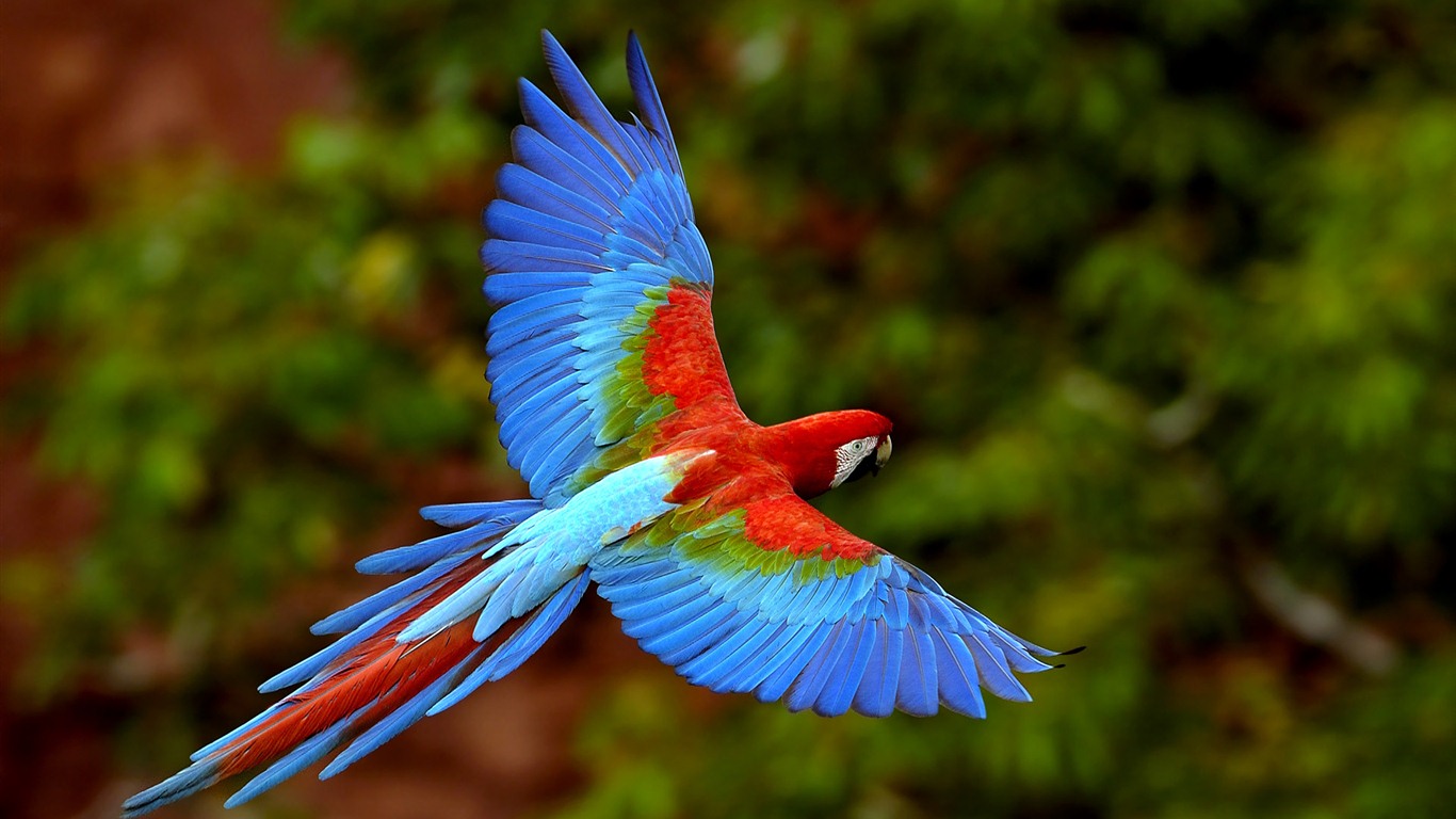 윈도우 7 배경 화면 : 아름다운 새들 #9 - 1366x768