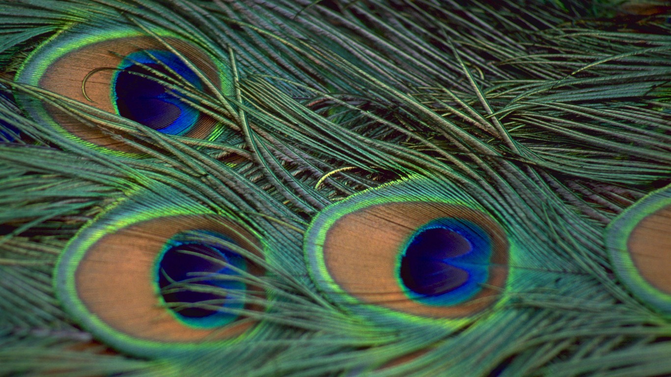 윈도우 7 배경 화면 : 아름다운 새들 #14 - 1366x768