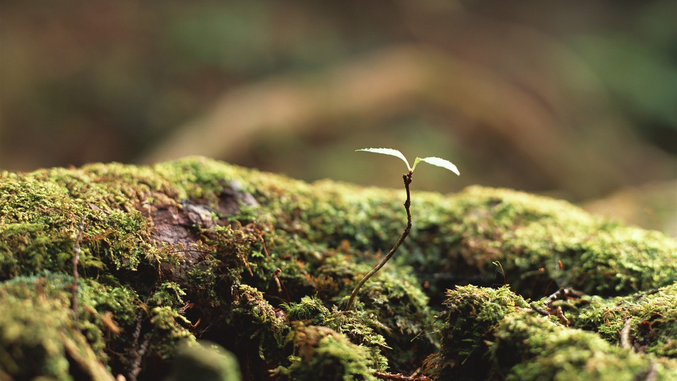 The fresh green shoots close-up wallpaper #3 - 1366x768