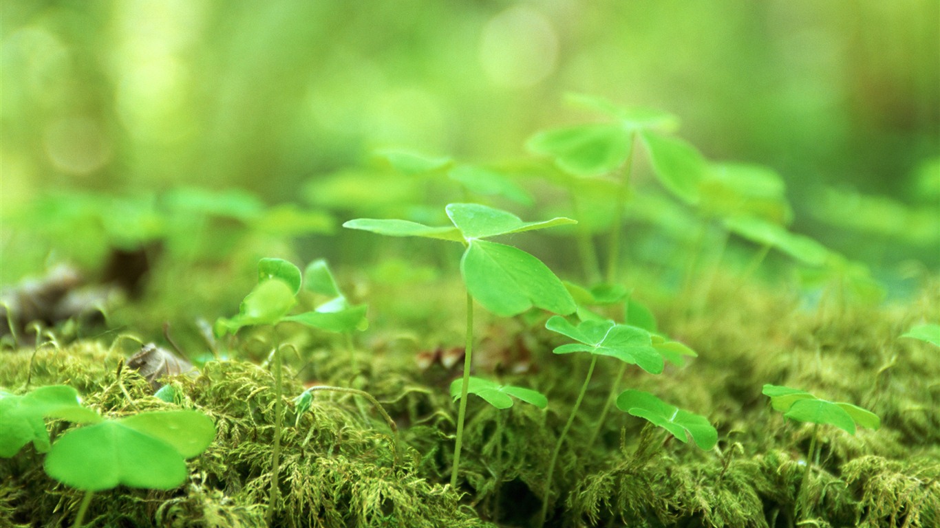 Die frische grüne Triebe Nahaufnahme Wallpaper #9 - 1366x768