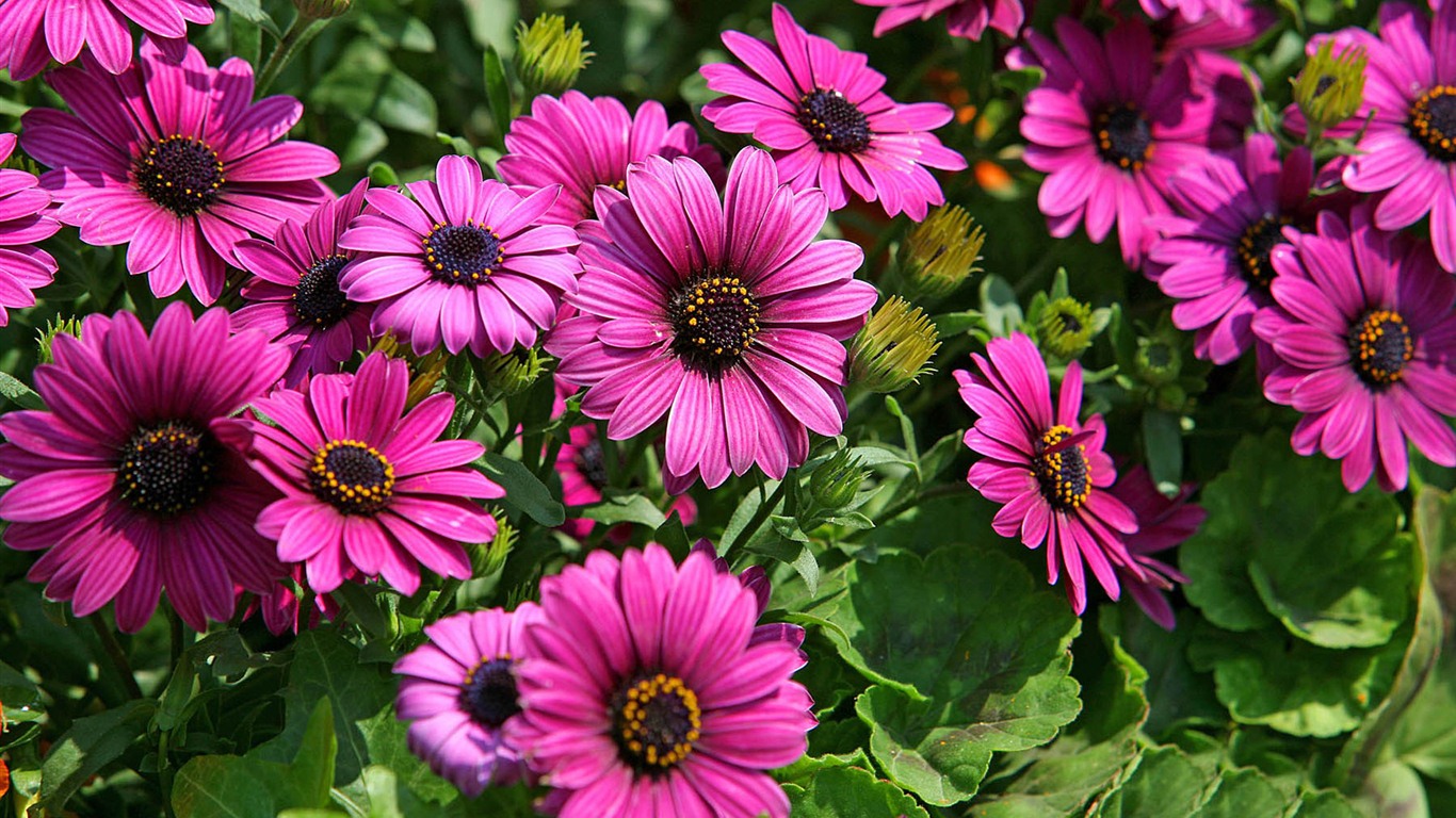 Hermosas flores de caléndula fondos de pantalla #2 - 1366x768