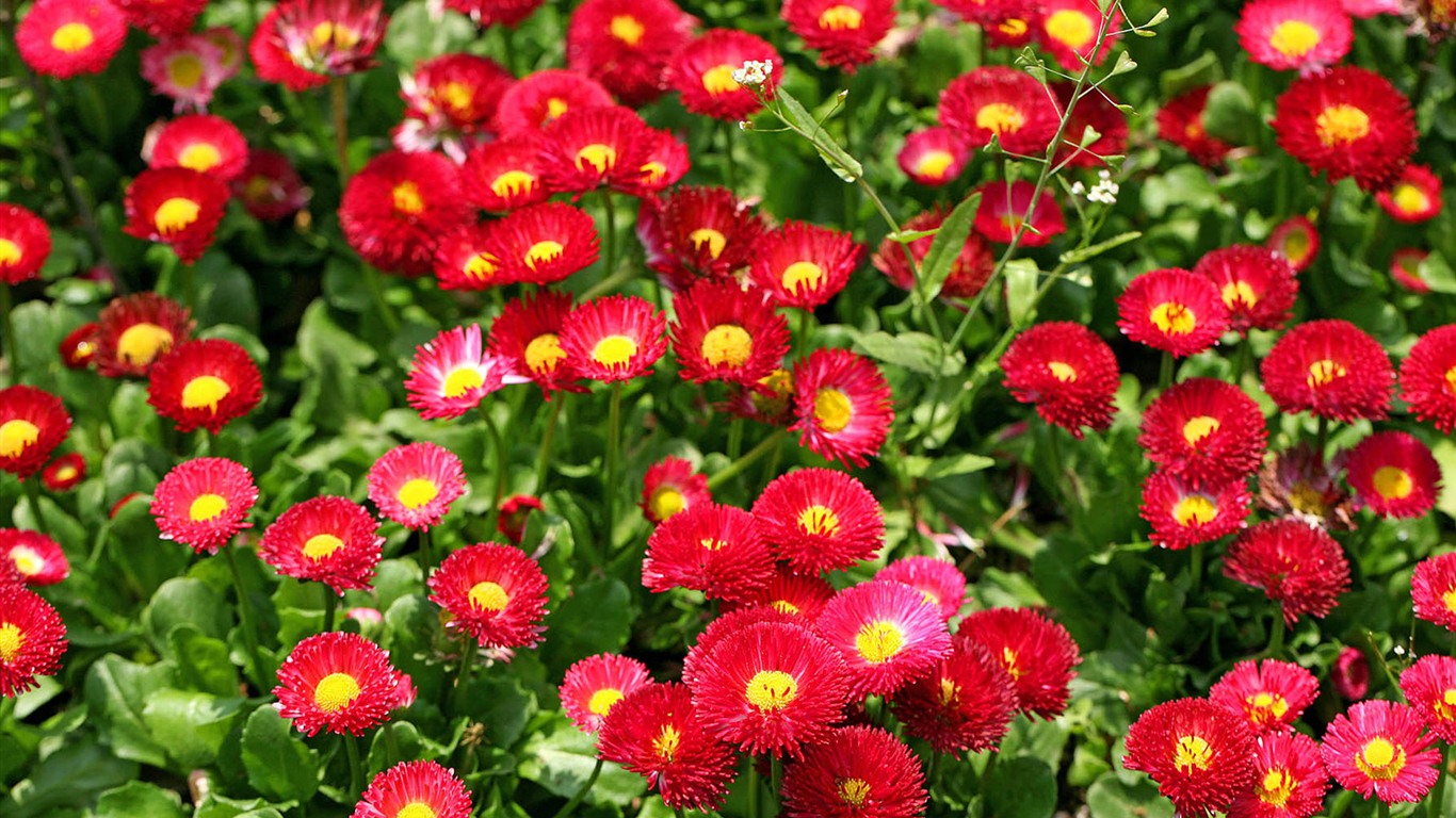 Sedmikrásky květiny close-up tapety HD #4 - 1366x768