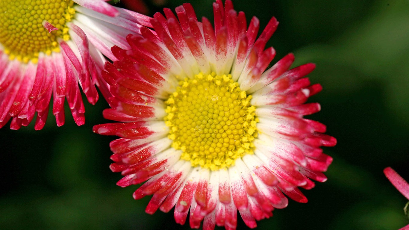 Sedmikrásky květiny close-up tapety HD #6 - 1366x768