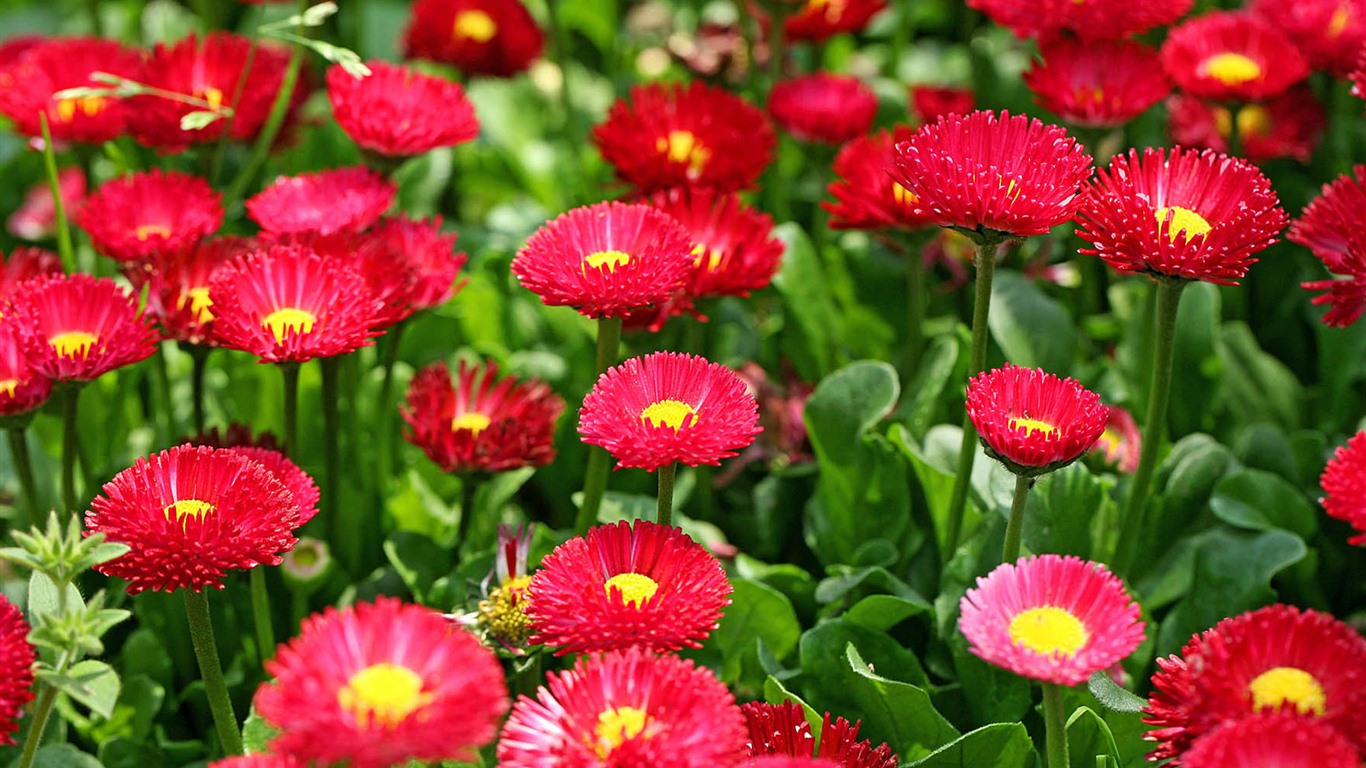 Daisies flowers close-up HD wallpapers #7 - 1366x768