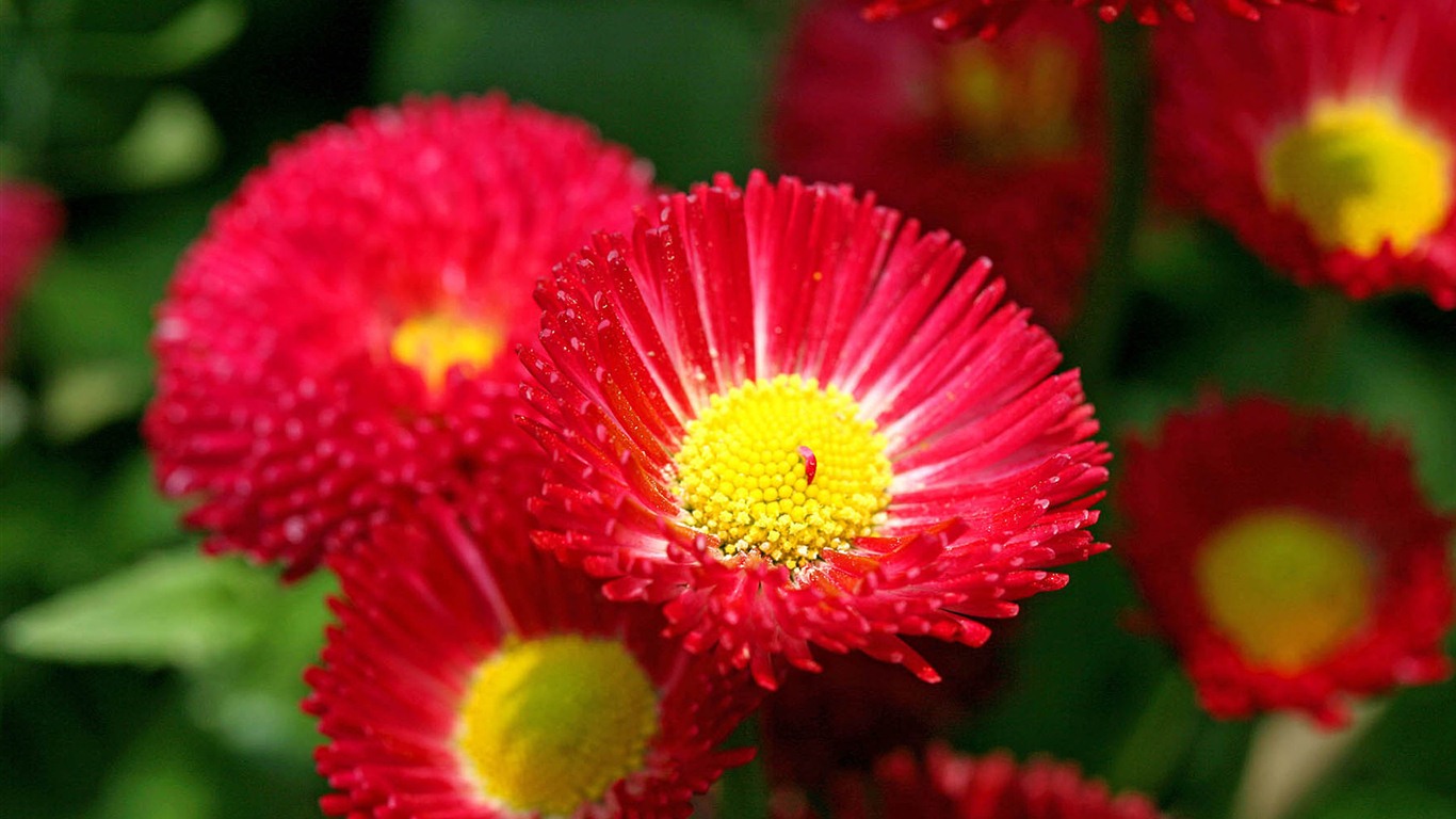 Daisies flowers close-up HD wallpapers #9 - 1366x768