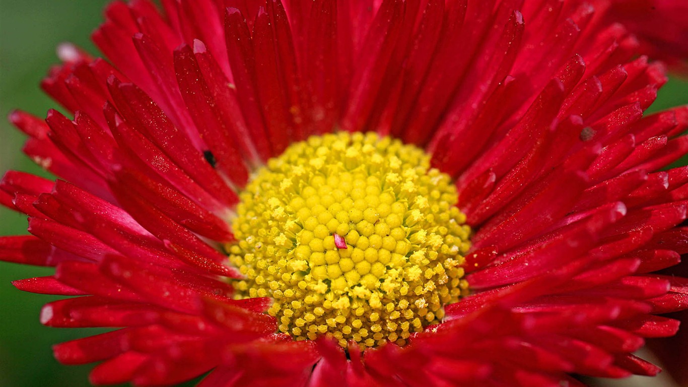 Sedmikrásky květiny close-up tapety HD #10 - 1366x768