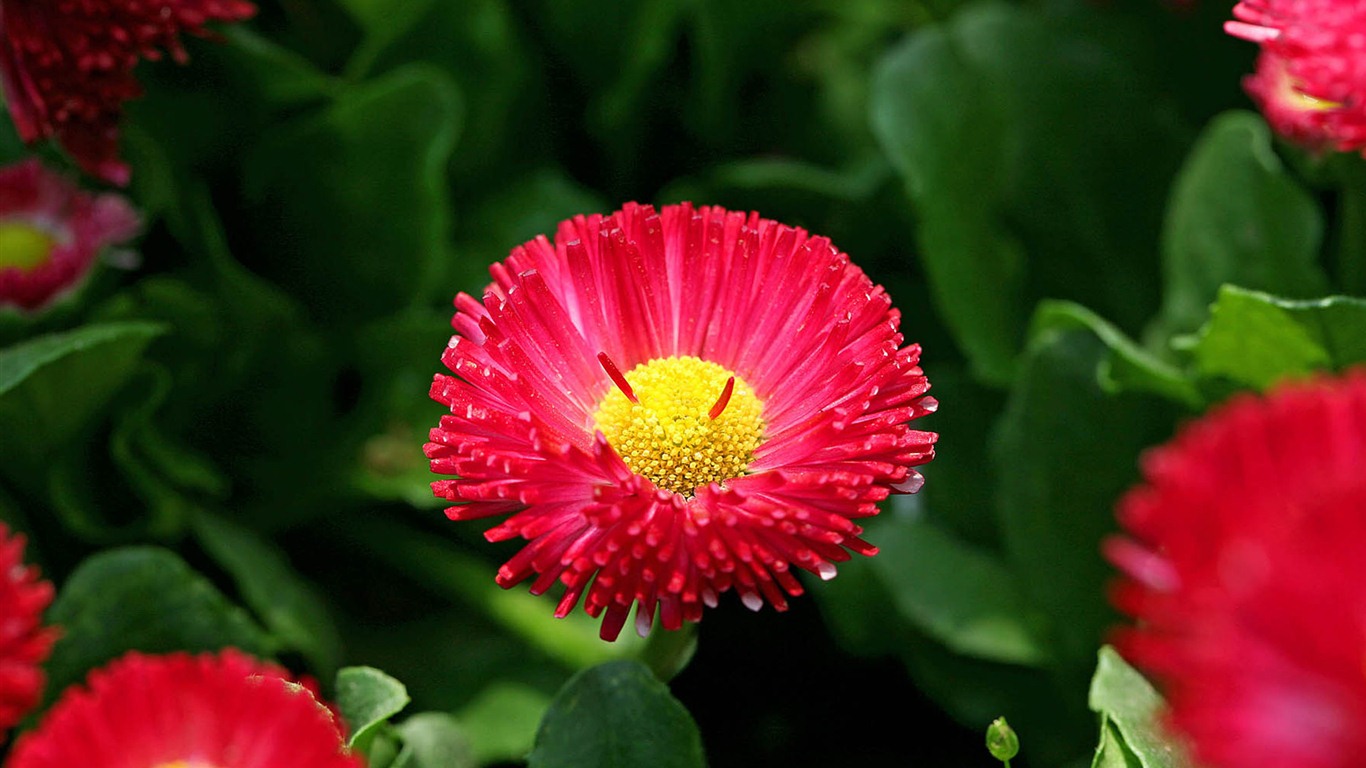 Fleurs marguerites close-up Fonds d'écran HD #11 - 1366x768