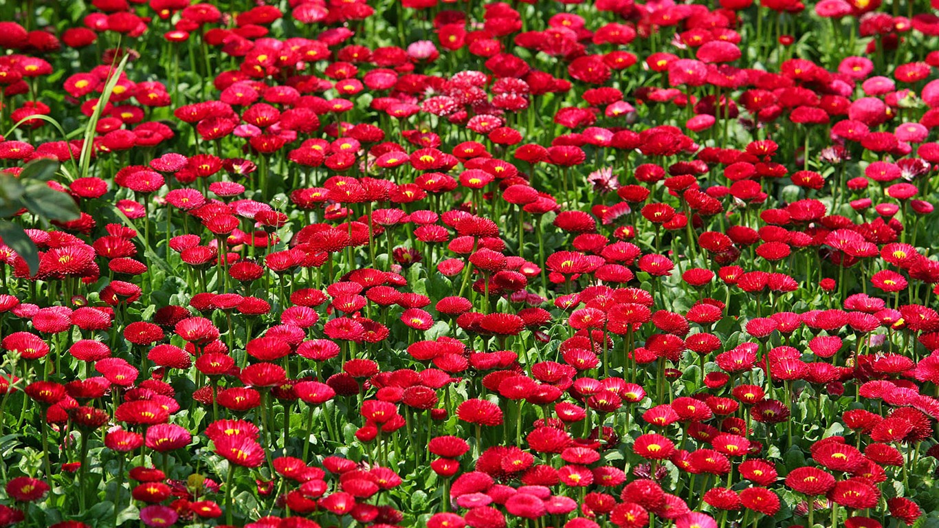 Sedmikrásky květiny close-up tapety HD #12 - 1366x768
