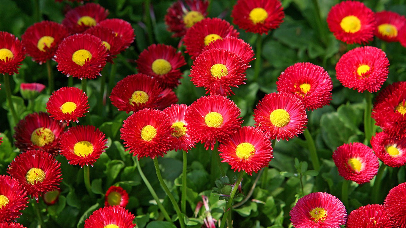 Sedmikrásky květiny close-up tapety HD #13 - 1366x768