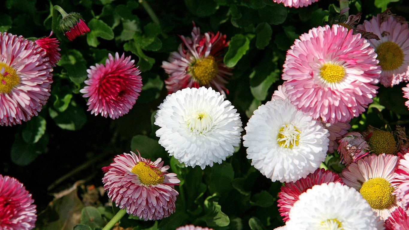 Fleurs marguerites close-up Fonds d'écran HD #14 - 1366x768
