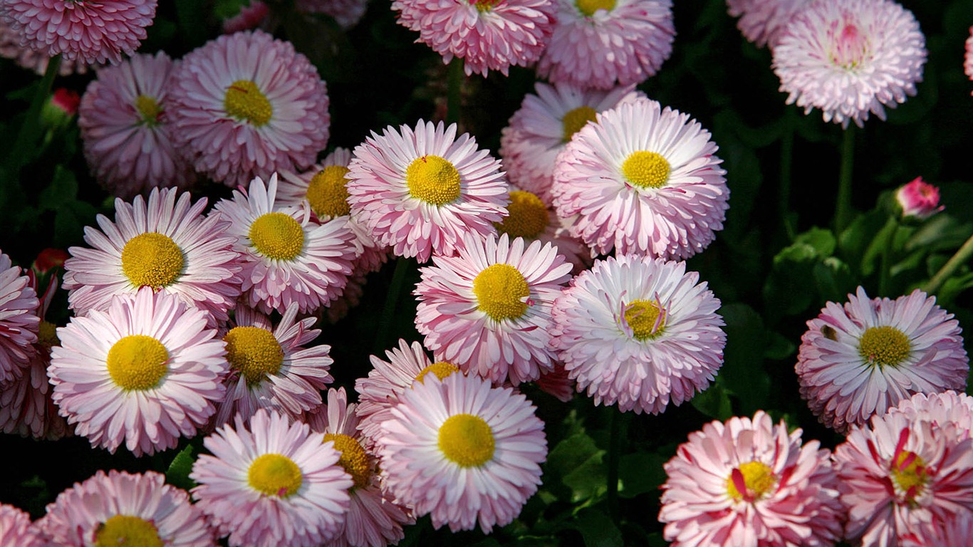 Fleurs marguerites close-up Fonds d'écran HD #15 - 1366x768