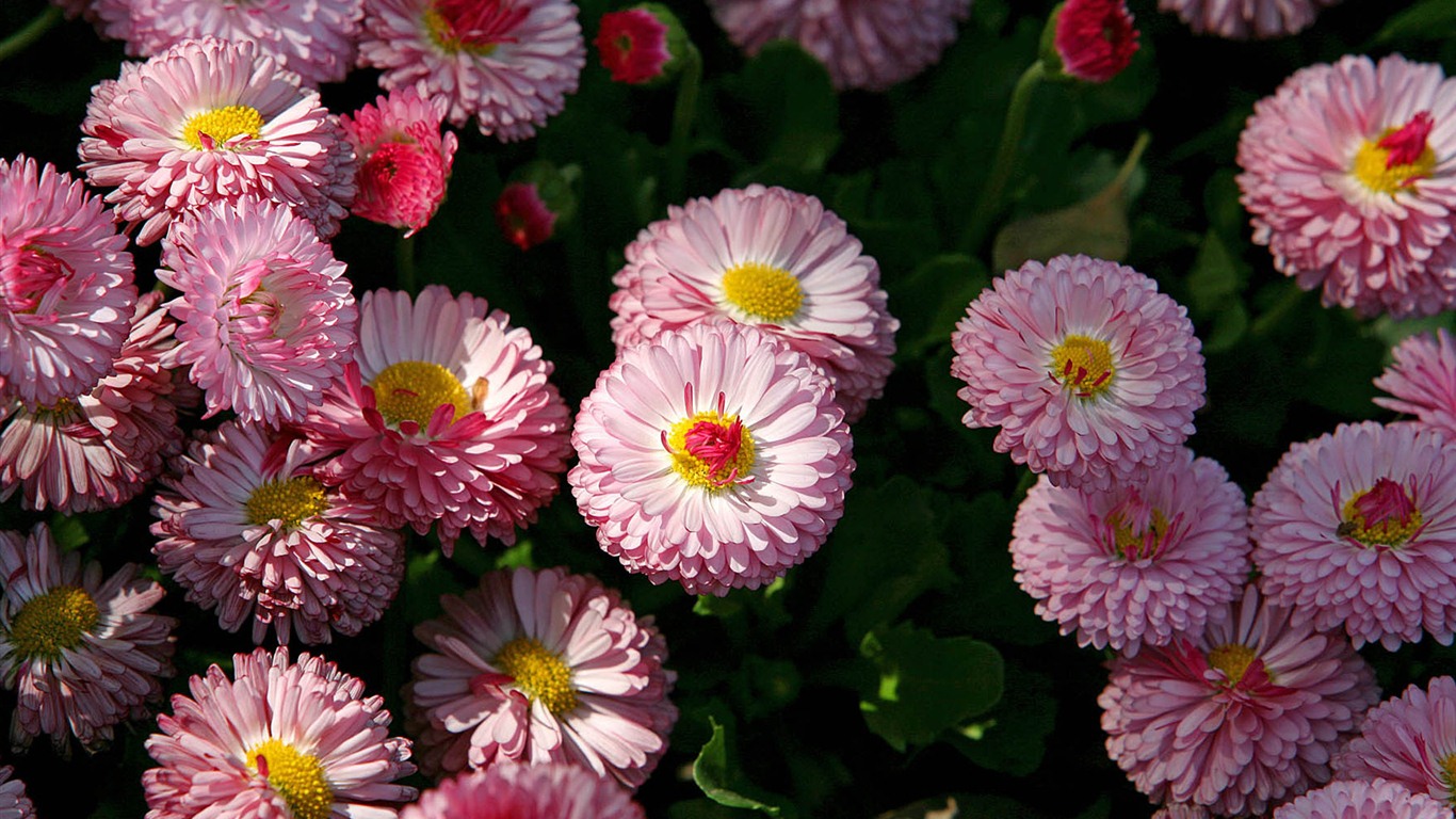 Fleurs marguerites close-up Fonds d'écran HD #16 - 1366x768