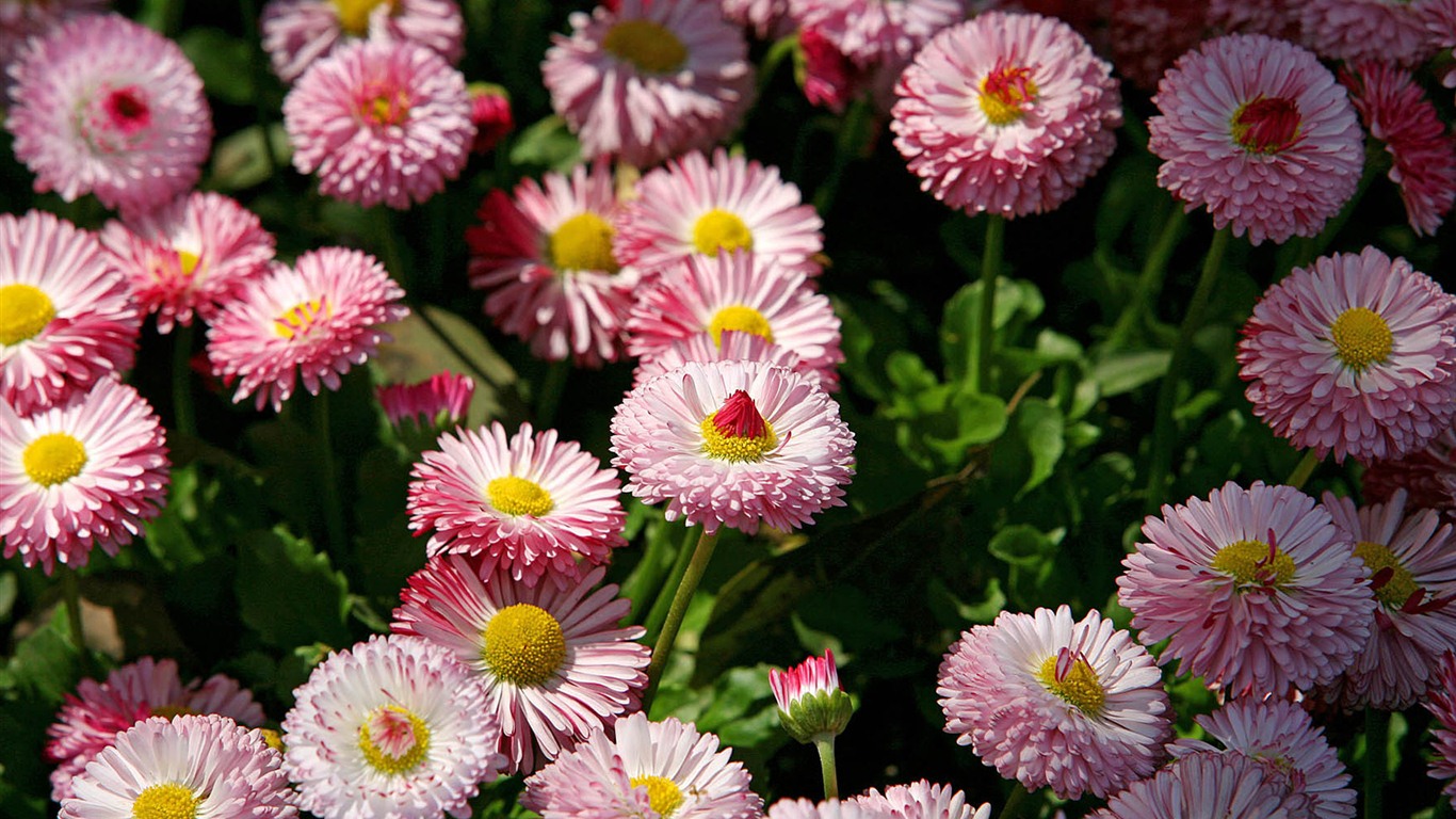Daisies flowers close-up HD wallpapers #17 - 1366x768