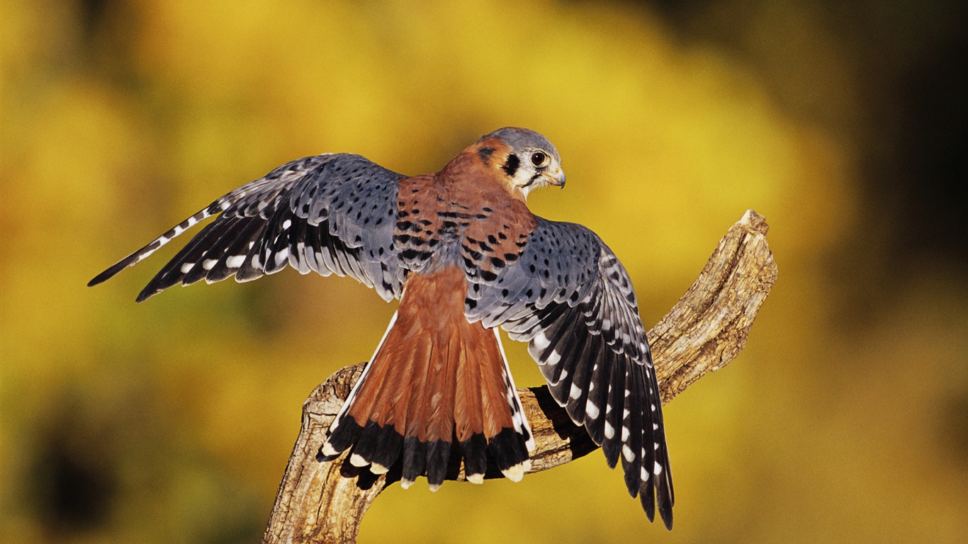 Windows 7 Wallpapers: Predatory Birds #5 - 1366x768