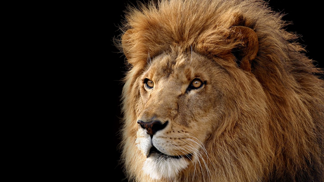 Mac OS X the Lion Apple systems official HD wallpapers #14 - 1366x768