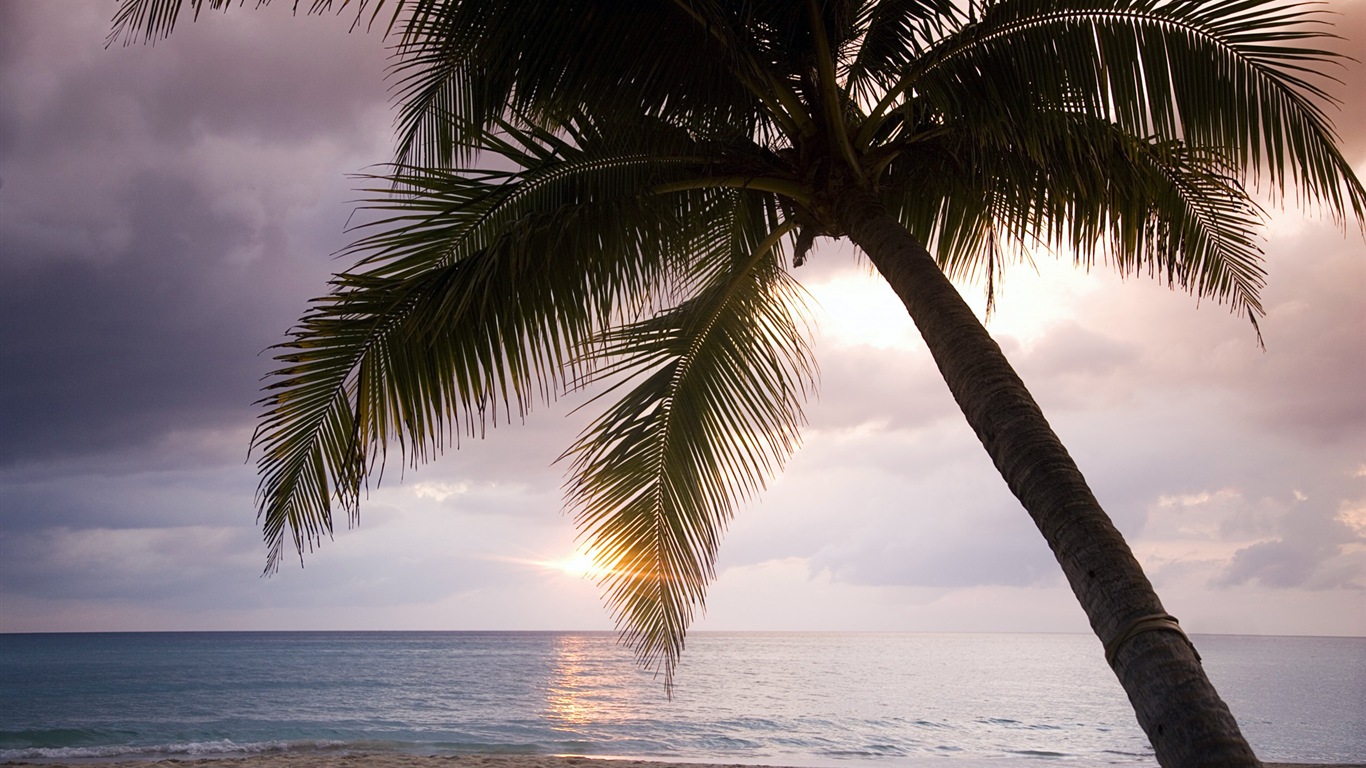 Windows 8 Wallpaper: Caribbean Shores #12 - 1366x768