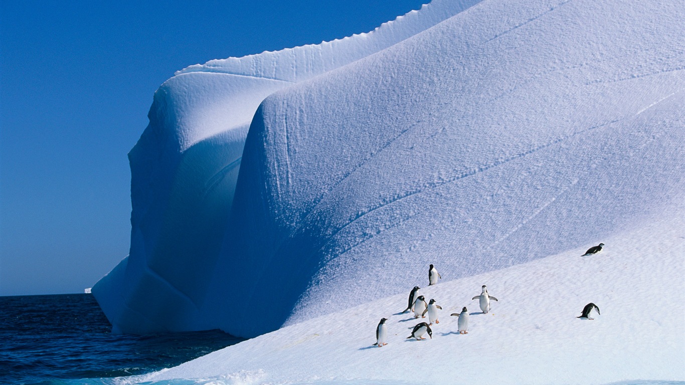 Windowsの8壁紙：南極、雪の風景、南極のペンギン #1 - 1366x768