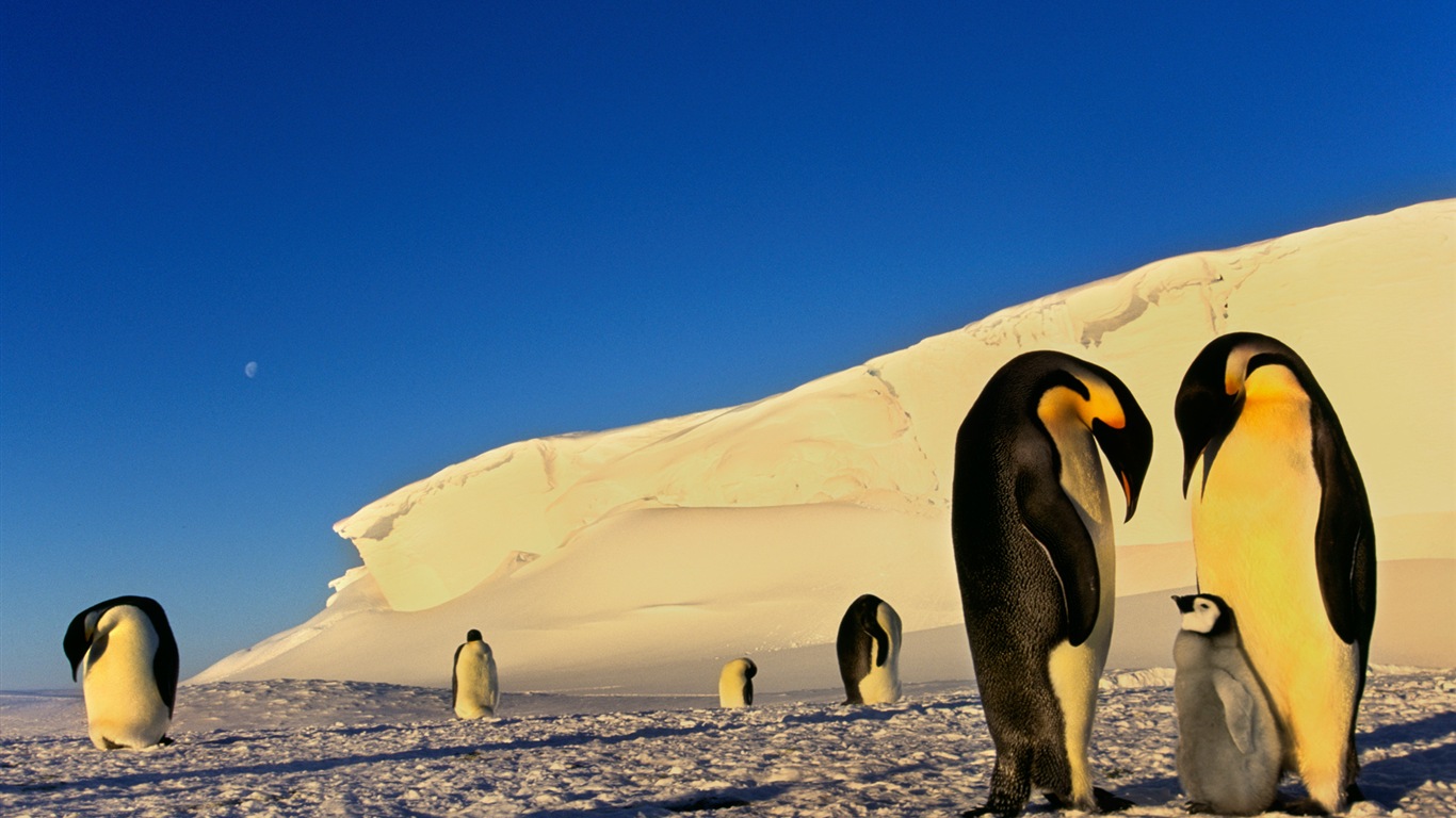 Windowsの8壁紙：南極、雪の風景、南極のペンギン #3 - 1366x768