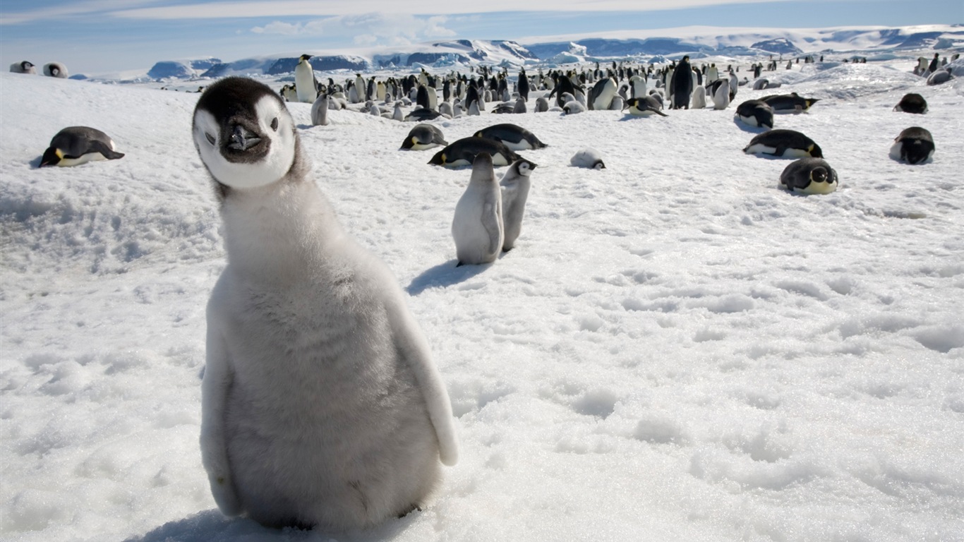 Windowsの8壁紙：南極、雪の風景、南極のペンギン #4 - 1366x768