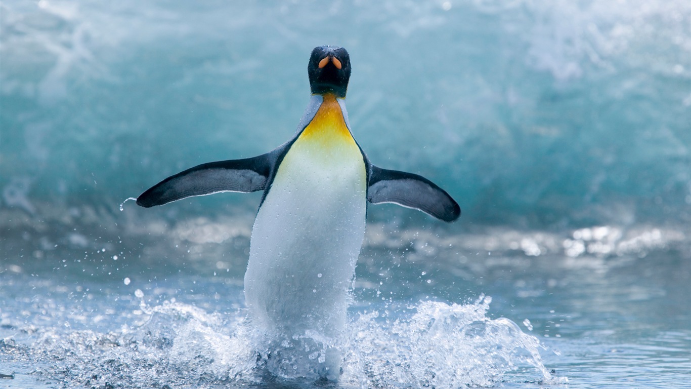 Windows 8 обоев: Антарктика, Snow пейзажи, антарктические пингвины #6 - 1366x768