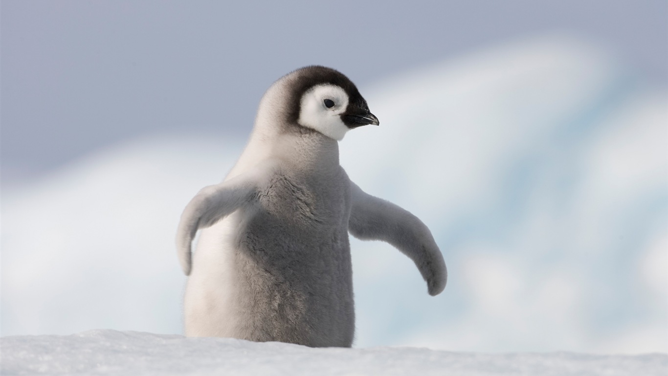 Windowsの8壁紙：南極、雪の風景、南極のペンギン #8 - 1366x768