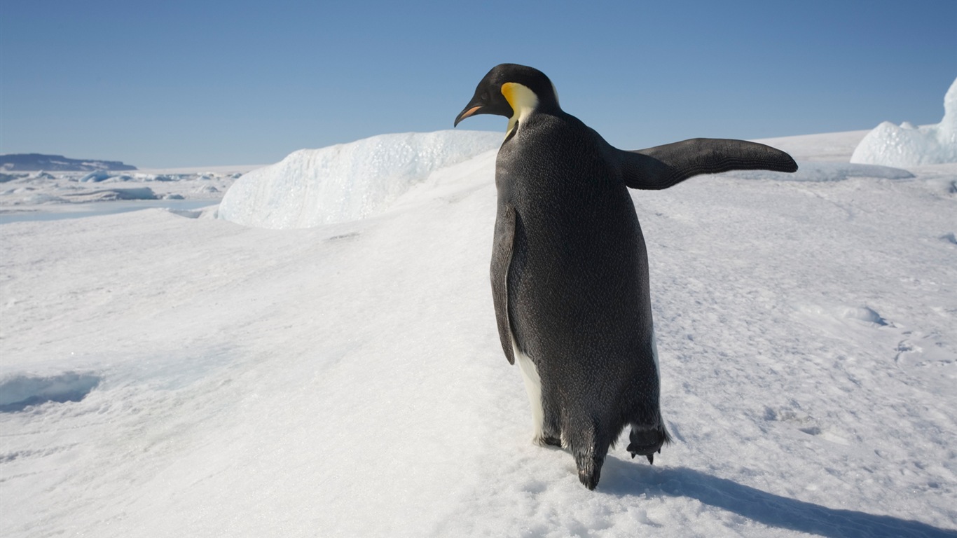 Windows 8 Wallpaper: Antarktis, Schnee Landschaft der Antarktis Pinguine #10 - 1366x768