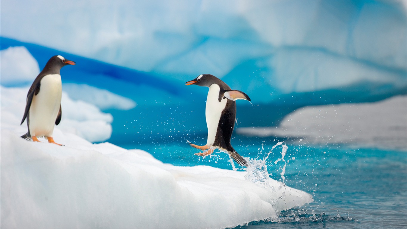 Windows 8 обоев: Антарктика, Snow пейзажи, антарктические пингвины #12 - 1366x768