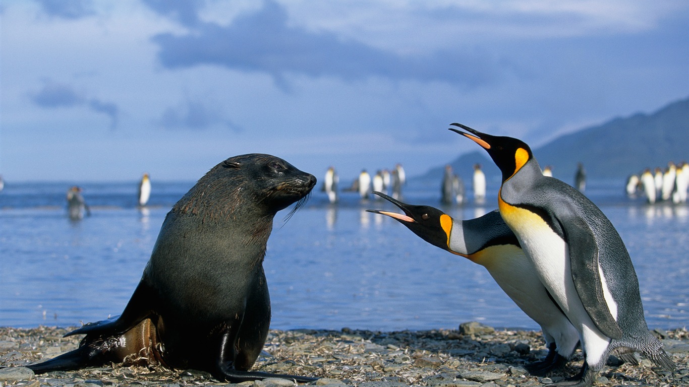 Windows 8 обоев: Антарктика, Snow пейзажи, антарктические пингвины #14 - 1366x768
