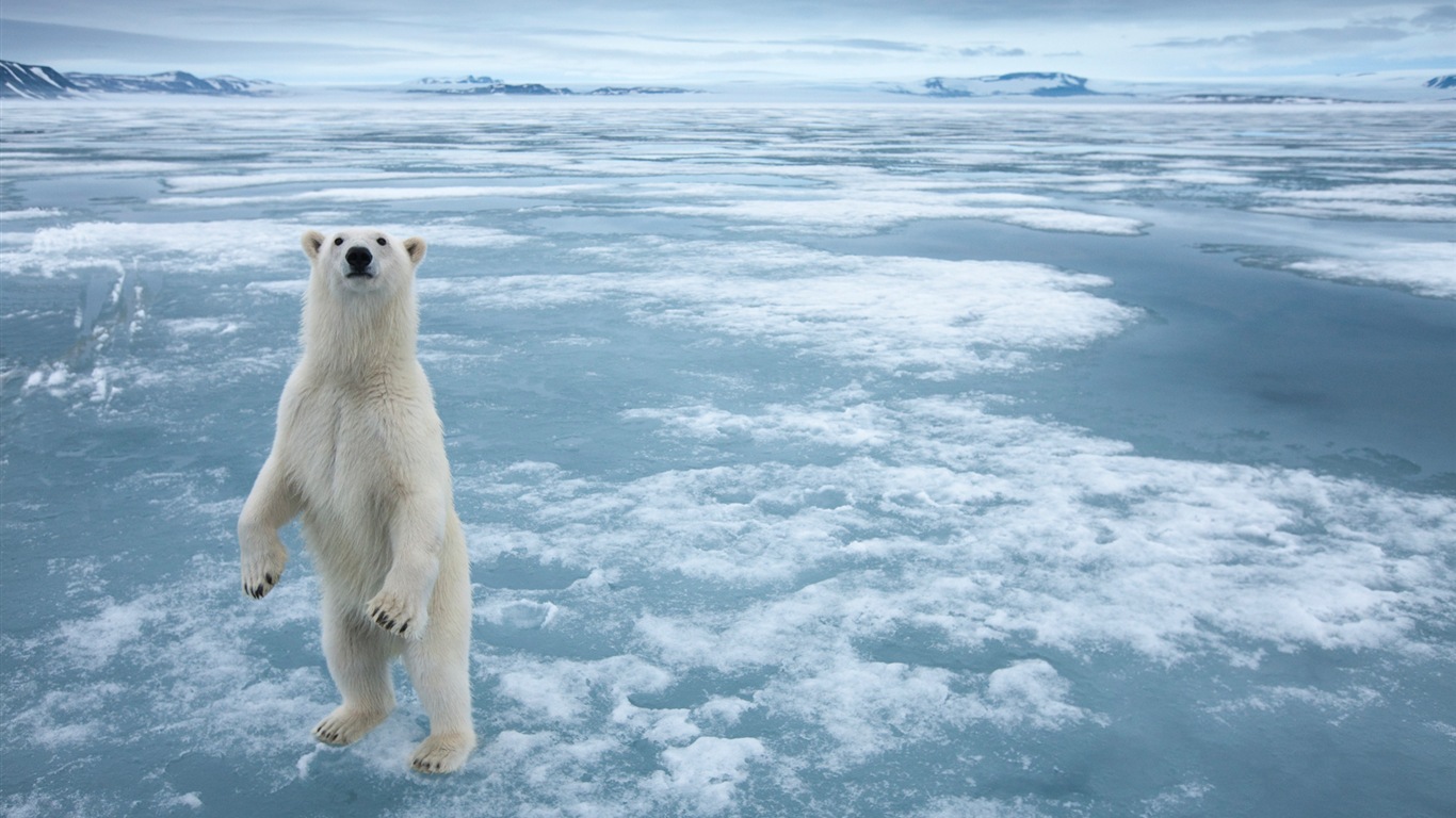 윈도우 8 배경 화면 : 북극의 자연 생태 경관, 북극 동물 #6 - 1366x768