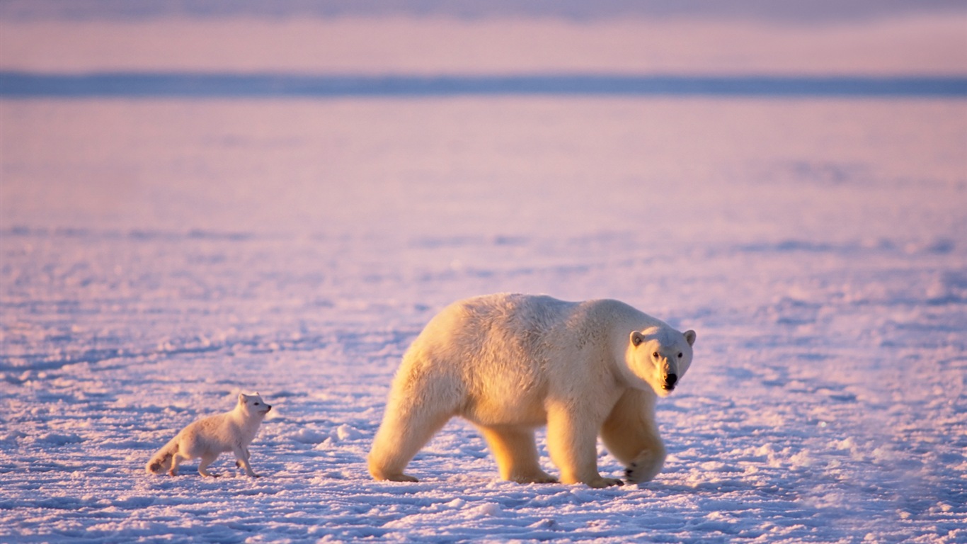 Windows 8 壁纸：北极圈，自然生态风景，北极动物10 - 1366x768