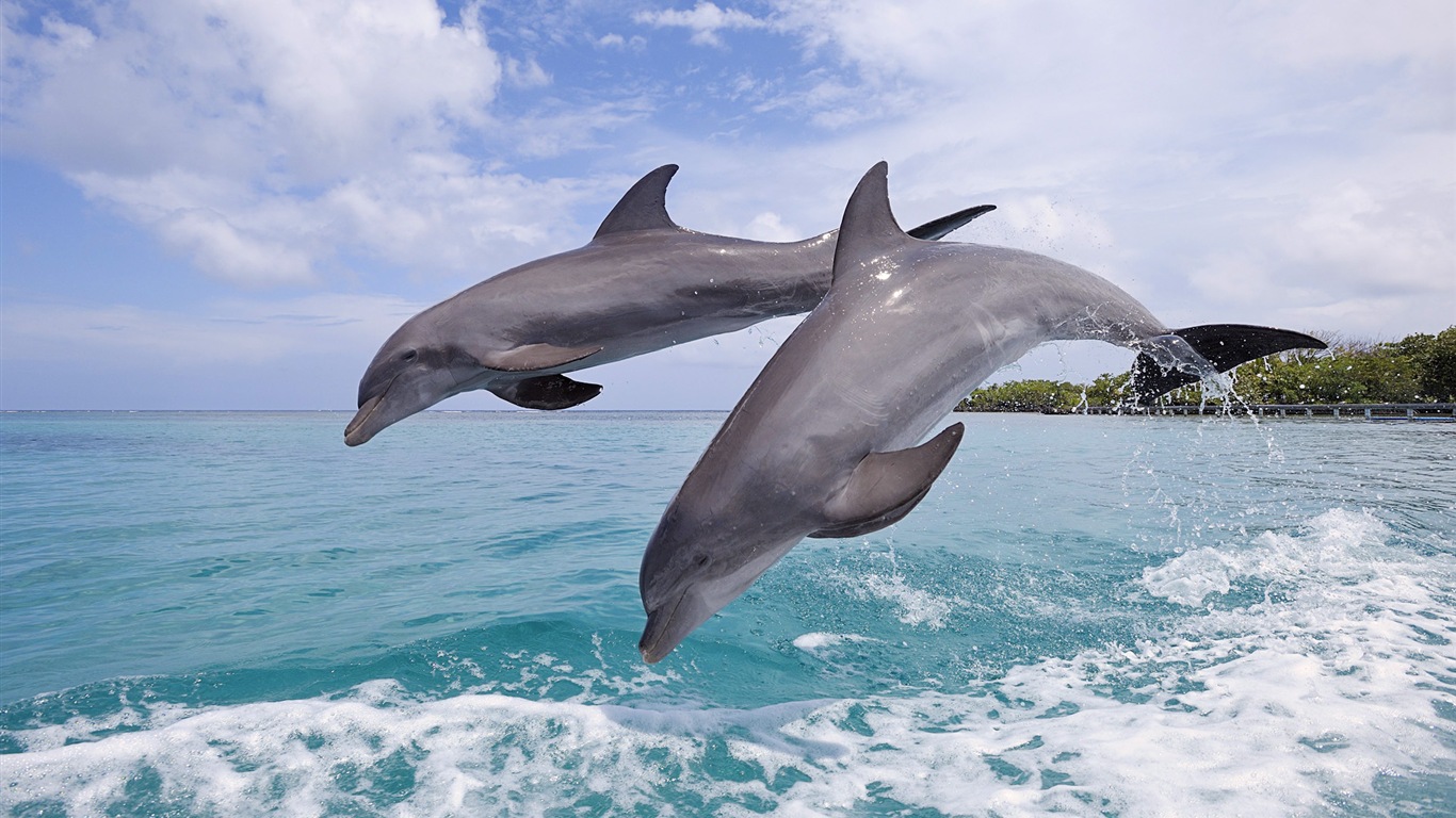 Windows 8 theme wallpaper: elegant dolphins #6 - 1366x768