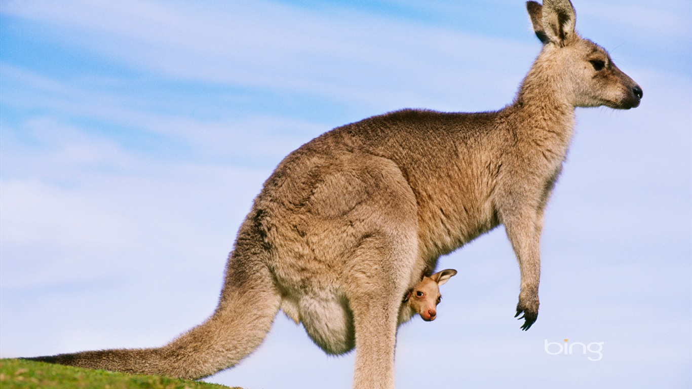Bing 必应 澳大利亚主题高清壁纸，动物，自然，建筑1 - 1366x768