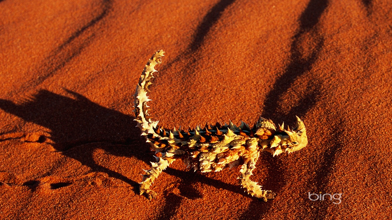 Bing 必应 澳大利亚主题高清壁纸，动物，自然，建筑7 - 1366x768