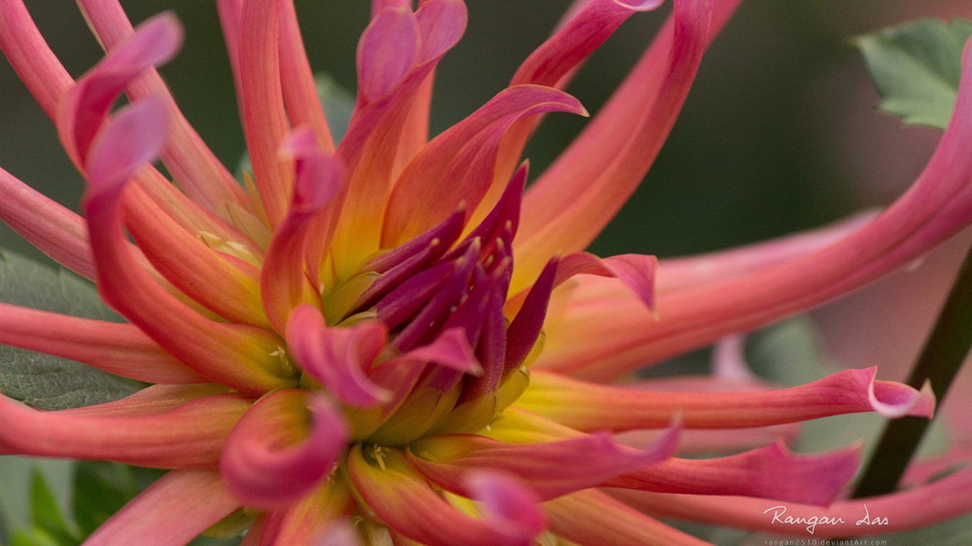 Windows 8 fleurs oiseaux papillon écran HD #18 - 1366x768