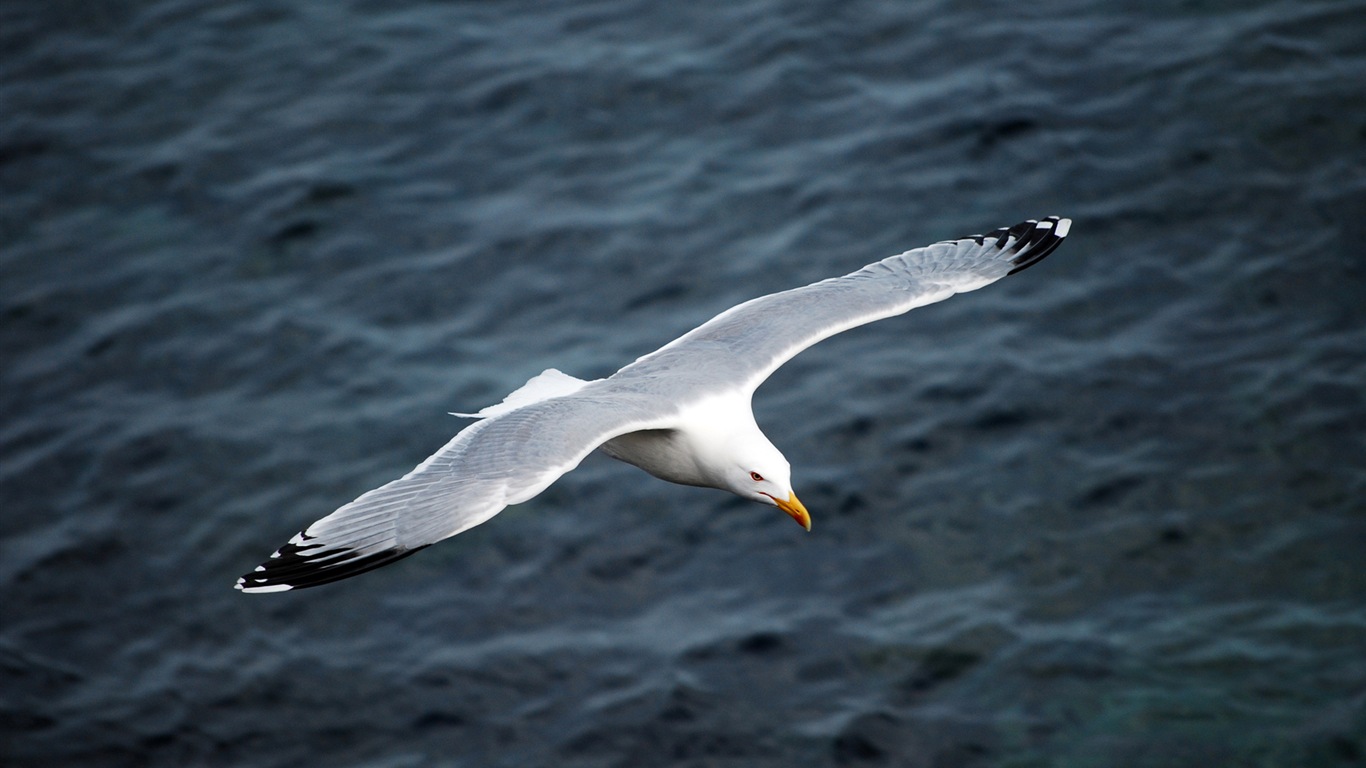 Sea bird seagull HD wallpapers #2 - 1366x768